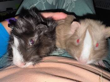 Rescue Guinea Pig Guinea Pigs for Adoption in Santa Cruz, California - Fred & Flapjack | PetCurious